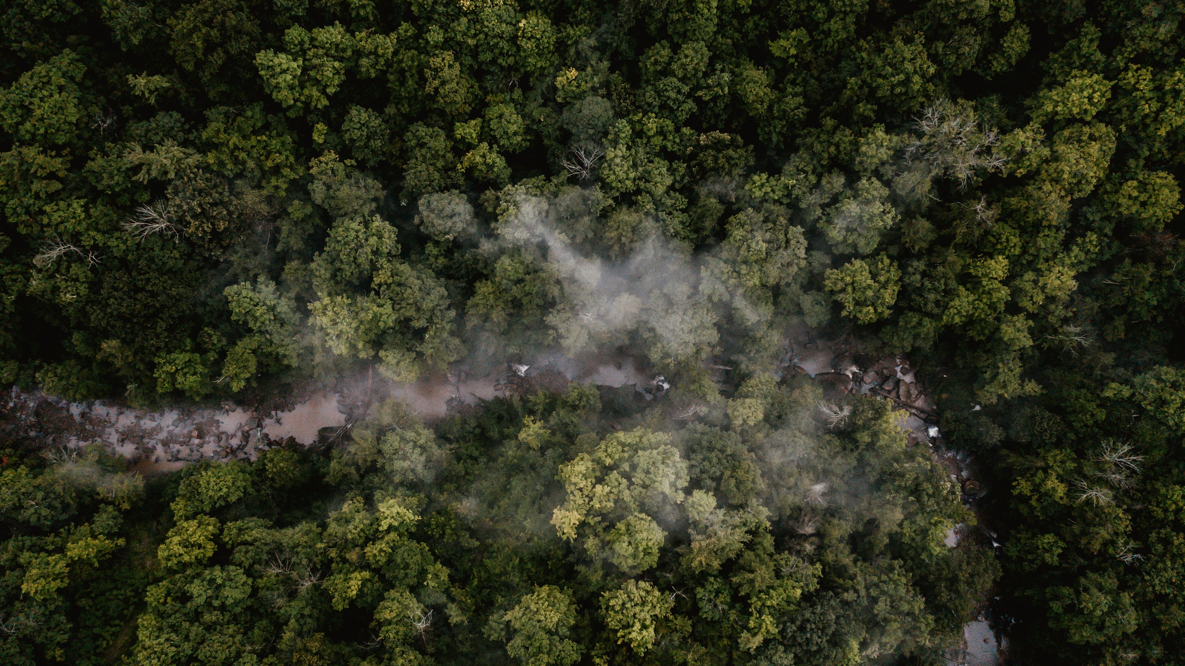 Grüner dichter Wald mit Nebel und einem Fluss 